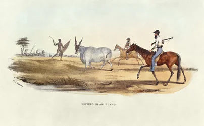 Einen Eland treiben, Illustration aus Wild Sports of South Africa, von W.C. Harris, 1841